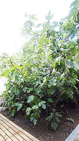 Appartement  - Terrasse